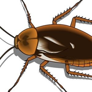 Meet your Posher, Tracey